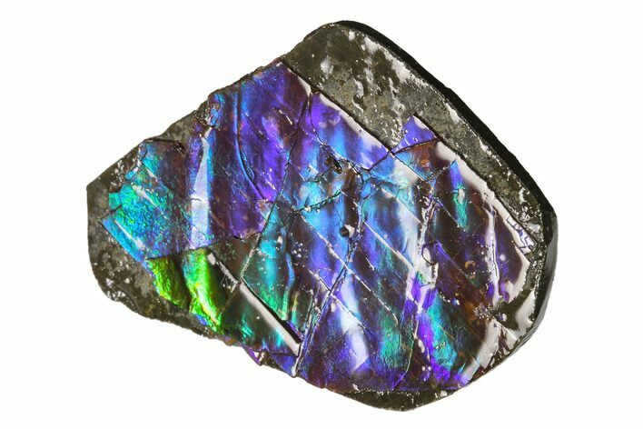 Iridescent Ammolite (Fossil Ammonite Shell) - Alberta, Canada #143549